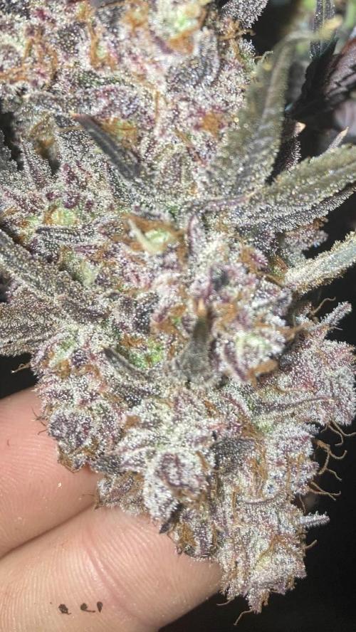 Fastbuds photoperoid mix pack scrog. Week 14