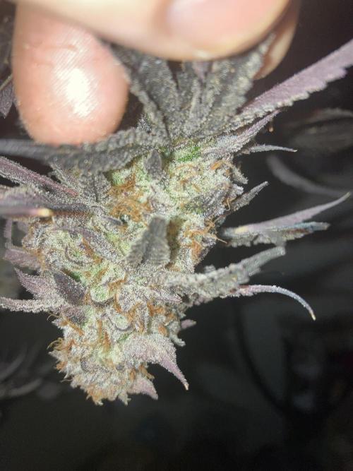 Fastbuds photoperoid mix pack scrog. Week 14