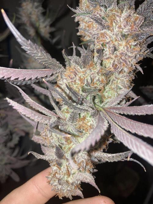 Fastbuds photoperoid mix pack scrog. Week 14