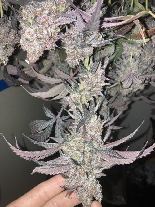 Fastbuds photoperoid mix pack scrog. Week 14