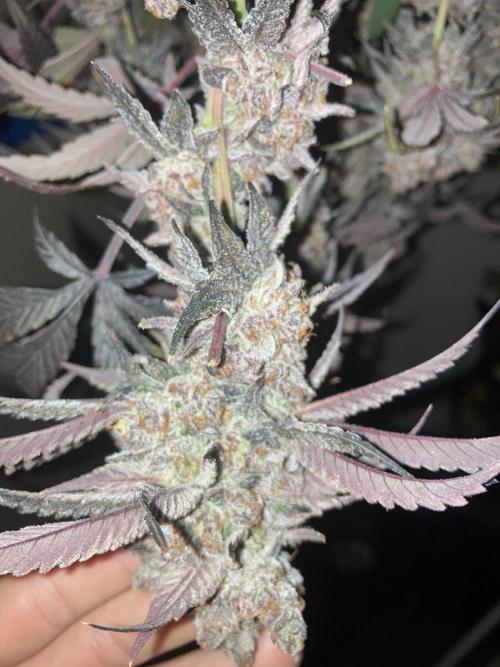 Fastbuds photoperoid mix pack scrog. Week 14