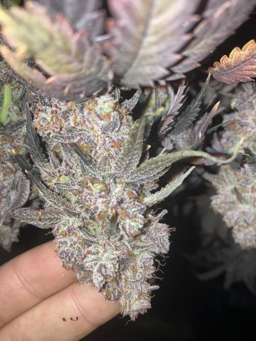 Fastbuds photoperoid mix pack scrog. Week 14