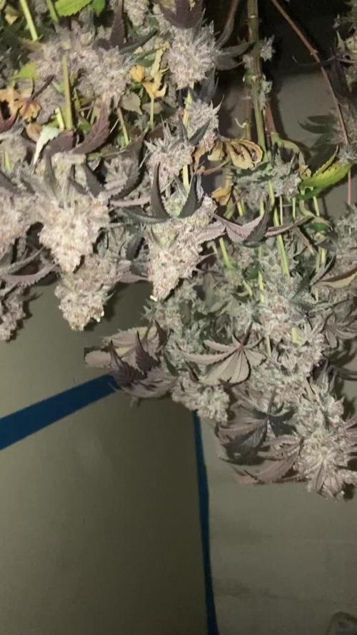 Fastbuds photoperoid mix pack scrog