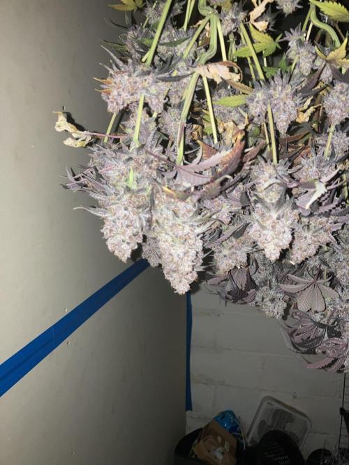 Fastbuds photoperoid mix pack scrog. Week 14