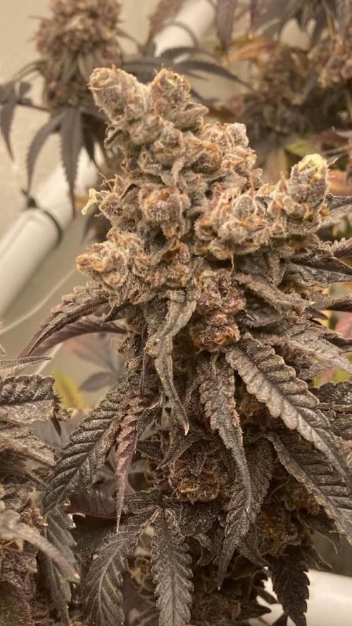 Fastbuds photoperoid mix pack scrog. Week 14