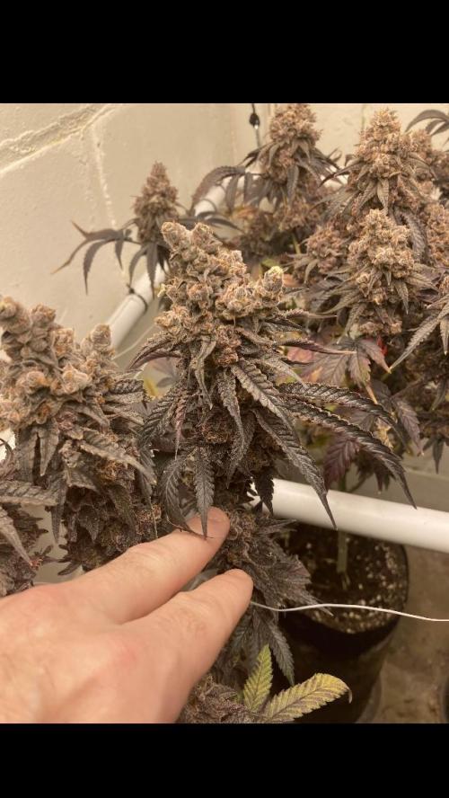 Fastbuds photoperoid mix pack scrog. Week 14