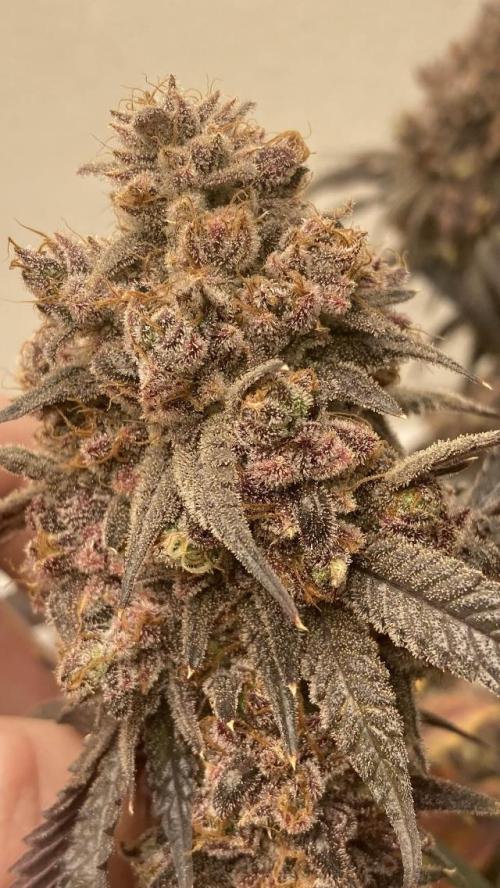 Fastbuds photoperoid mix pack scrog. Week 14