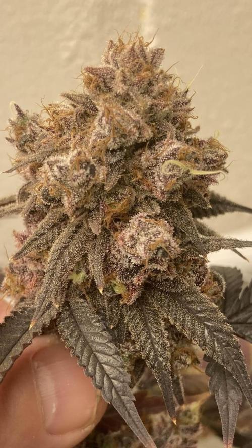 Fastbuds photoperoid mix pack scrog. Week 14