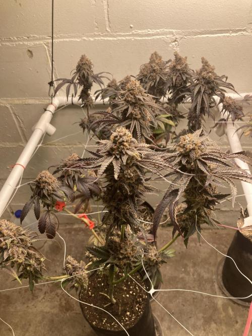 Fastbuds photoperoid mix pack scrog. Week 14