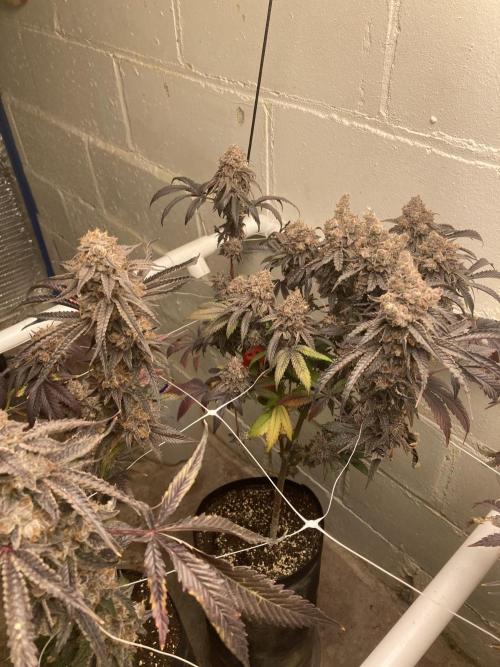 Fastbuds photoperoid mix pack scrog. Week 14