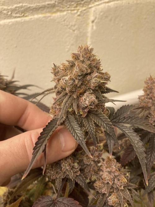 Fastbuds photoperoid mix pack scrog. Week 14