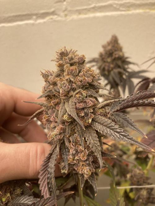 Fastbuds photoperoid mix pack scrog. Week 14