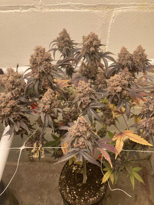 Fastbuds photoperoid mix pack scrog. Week 14