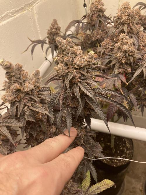 Fastbuds photoperoid mix pack scrog. Week 14