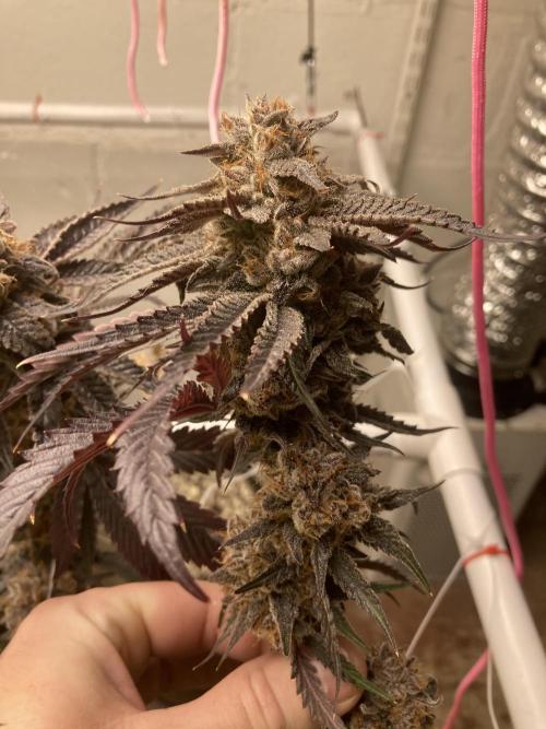 Fastbuds photoperoid mix pack scrog. Week 14