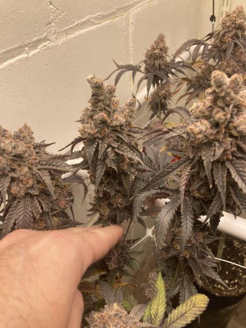 Fastbuds photoperoid mix pack scrog. Week 14