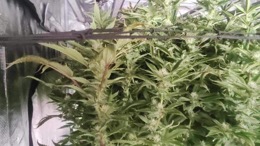 Bruce Banner #3 – DWC SCROG