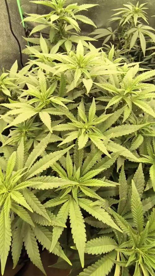 Fat bastard seeds66
