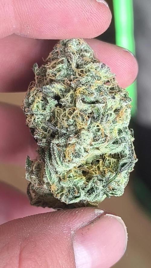fat bastard seeds66