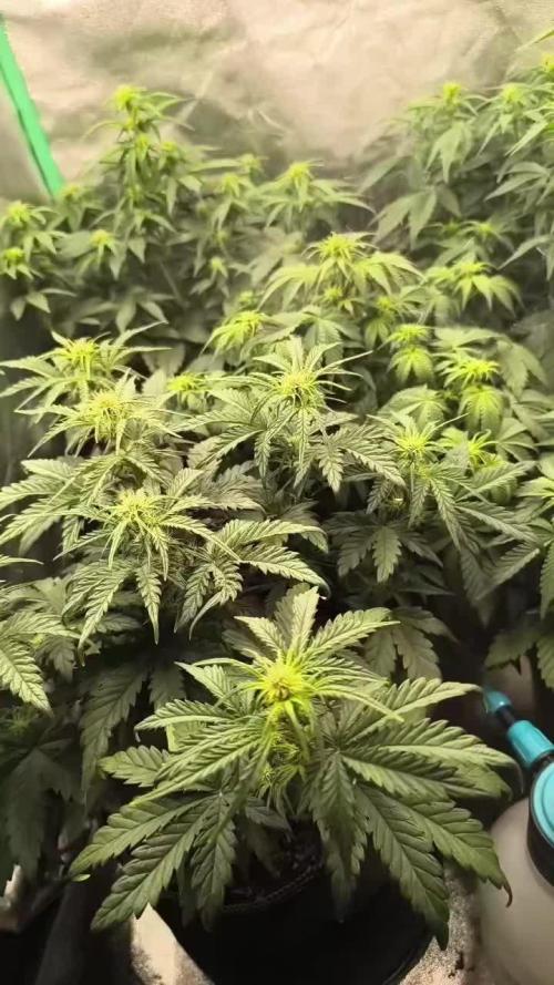 Black Toffee Green House seeds