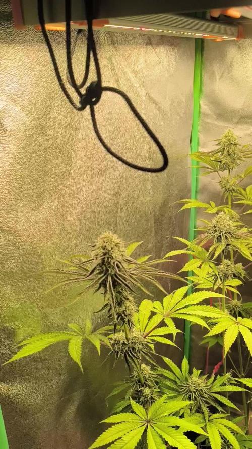 Der etwas schief gegangene grow