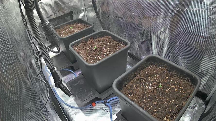 Gorilla Cookies Auto High Life Garden. Week 0 - Day 1: Ich stare Pflanzen an. Intensiv.