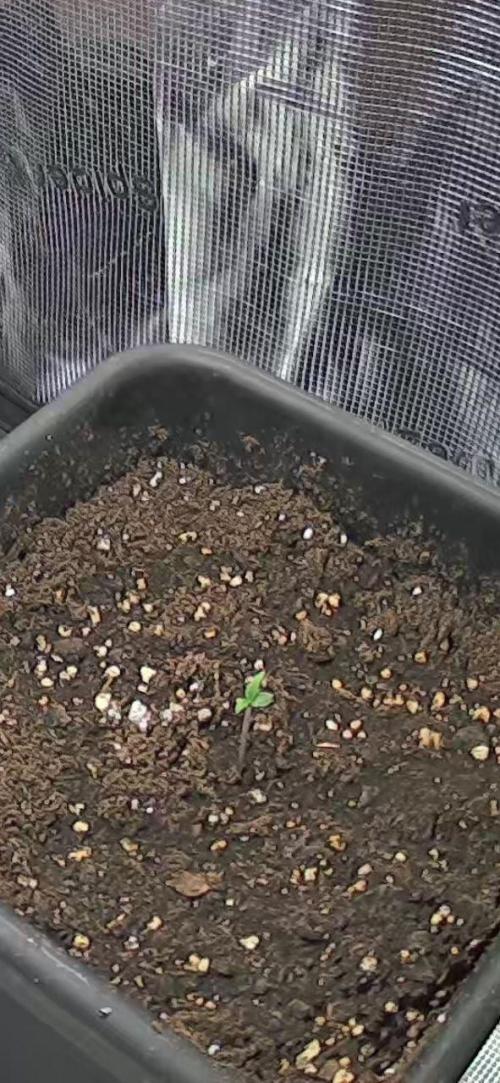 Gorilla Cookies Auto High Life Garden. Week 0 - Spoiler: Wird größer