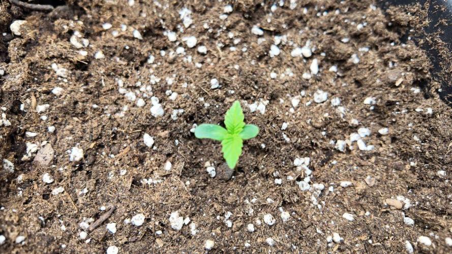 Gorilla Cookies Auto High Life Garden. Week 0 - Sieht harmlos aus. Wird eskalieren!