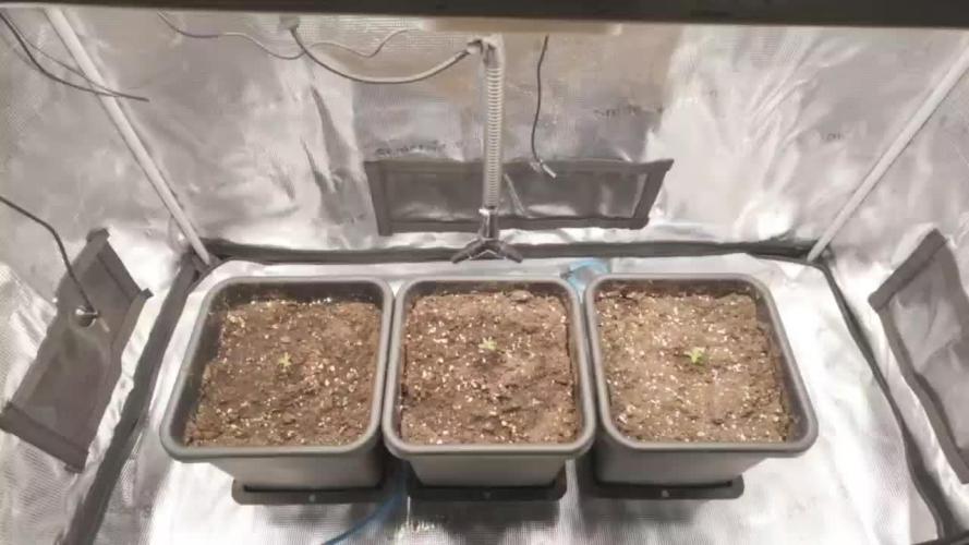 Gorilla Cookies Auto High Life Garden