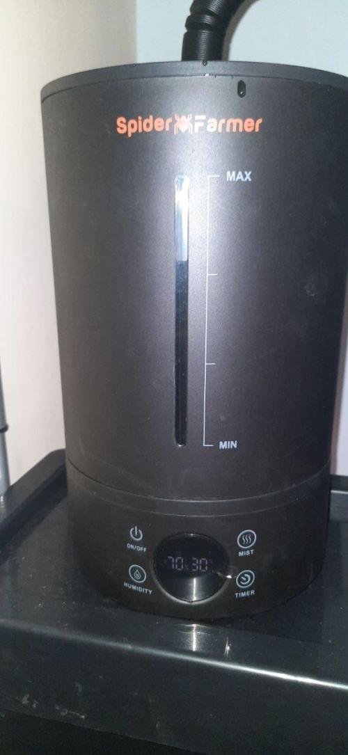 Gorilla Cookies Auto High Life Garden. Week 0 - Befeuchter läuft. Früher Partynebel, heute Pflanzenpflege
