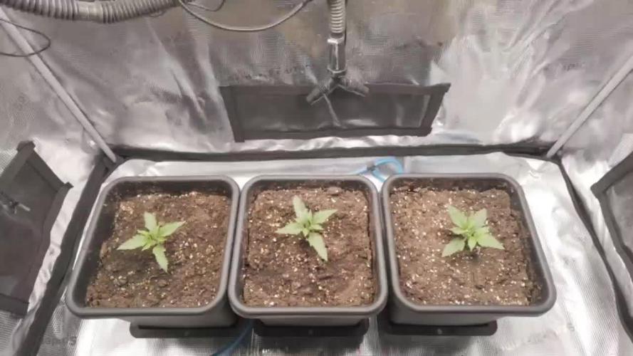 Gorilla Cookies Auto High Life Garden