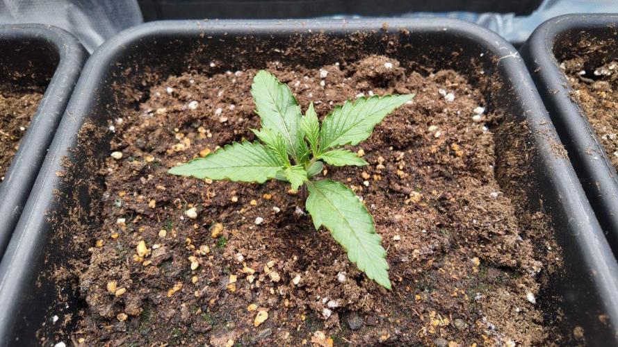 Gorilla Cookies Auto High Life Garden. Week 1 - Day 10: Früher nannte man das klein. Heute nennt man es Potenzial.“