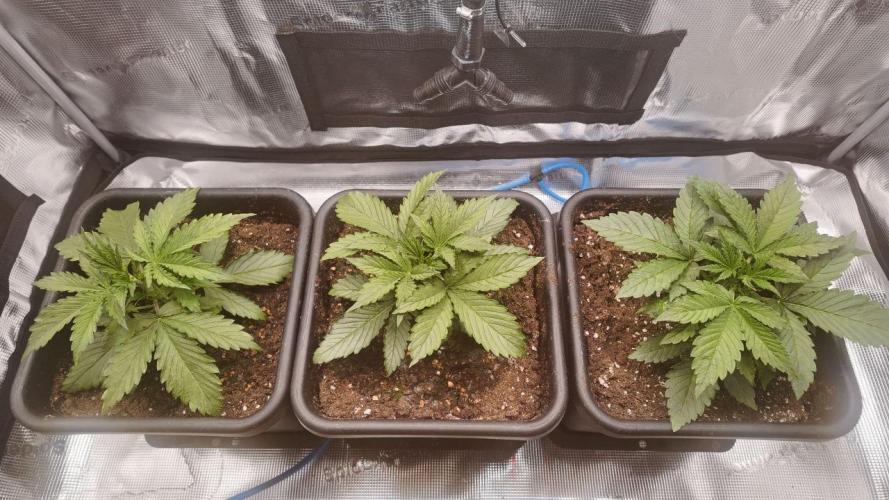 Gorilla Cookies Auto High Life Garden. Week 2 - Day 16: Noch klein, aber schon sehr überzeugt von sich.