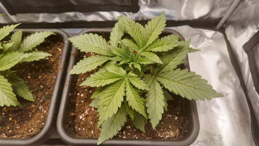 Gorilla Cookies Auto High Life Garden. Week 2 - Day 16: Die Ruhe vor dem Training