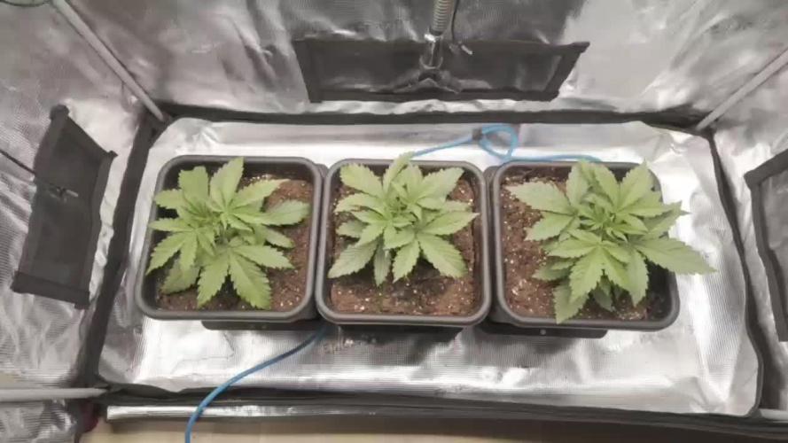 Gorilla Cookies Auto High Life Garden