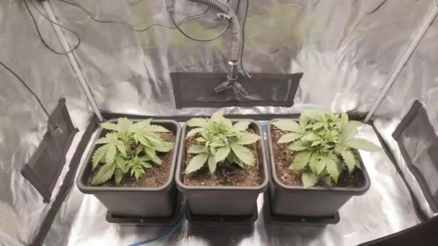 Gorilla Cookies Auto High Life Garden