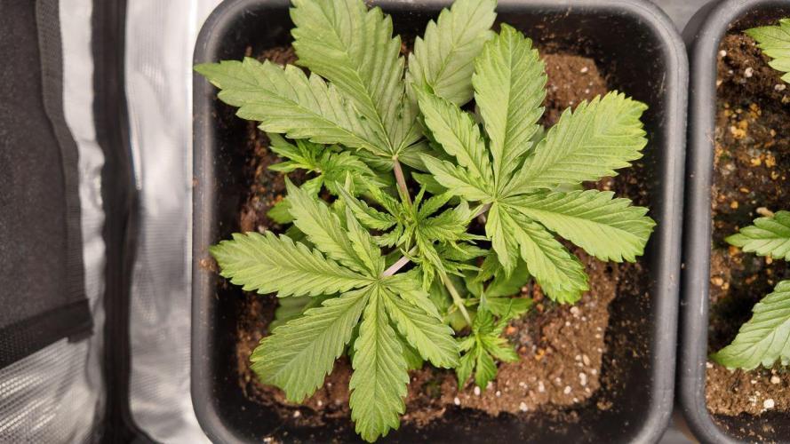 Gorilla Cookies Auto High Life Garden. Week 2 - Day 17: Kopf weg