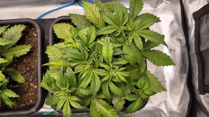 Gorilla Cookies Auto High Life Garden. Week 2 - Day 20: Topping + LST. Haupttrieb weg, Seitentriebe übernehmen