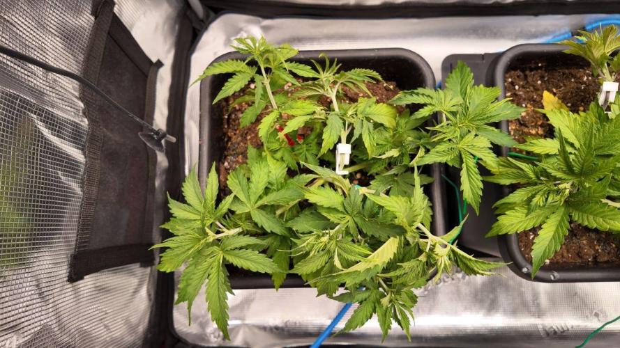 Gorilla Cookies Auto High Life Garden. Week 3 - Day 23: LST angewandt, Haupttrieb gebogen, leichte Aufhellung unten.