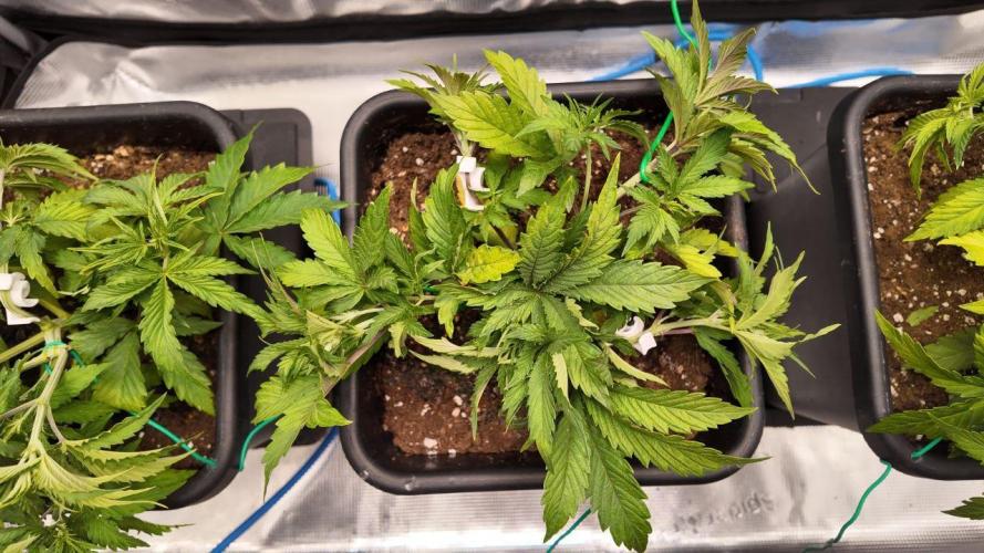 Gorilla Cookies Auto High Life Garden. Week 3 - Day 23: Seitentriebe geöffnet durch LST, Pflanze reagiert stabil.
