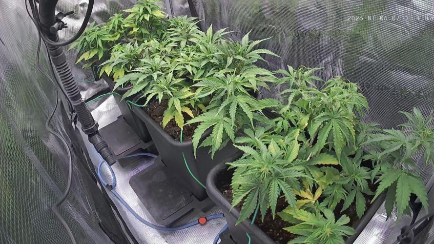 Gorilla Cookies Auto High Life Garden. Week 4 - Day 28: Kompakte, gleichmäßig trainierte Pflanzen mit gesunden Seitentrieben.