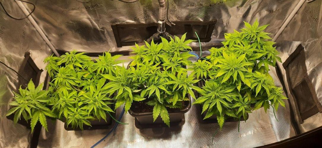 Gorilla Cookies Auto High Life Garden. Week 4 - Day 28: Homogenes, sich schließendes Blätterdach durch konsequentes LST.