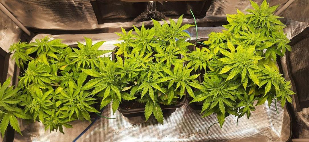 Gorilla Cookies Auto High Life Garden. Week 4 - Day 28: Mehrere dominante Tops auf gleicher Höhe für optimale Lichtausbeute.