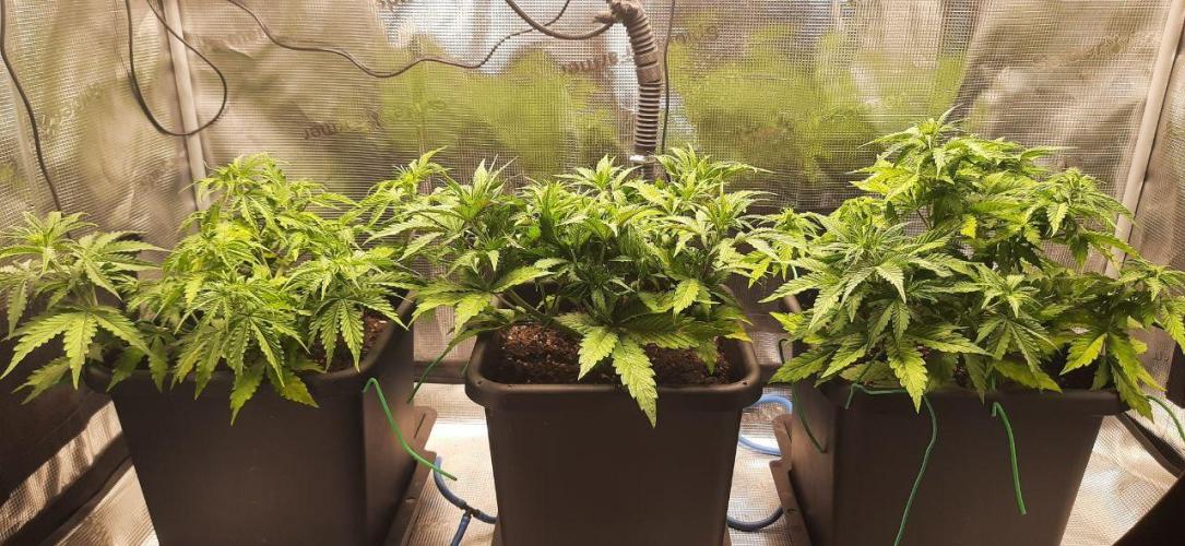 Gorilla Cookies Auto High Life Garden. Week 4 - Day 28: Buschiger Wuchs bei kontrollierter Höhe – bereit für die Vorblüte.