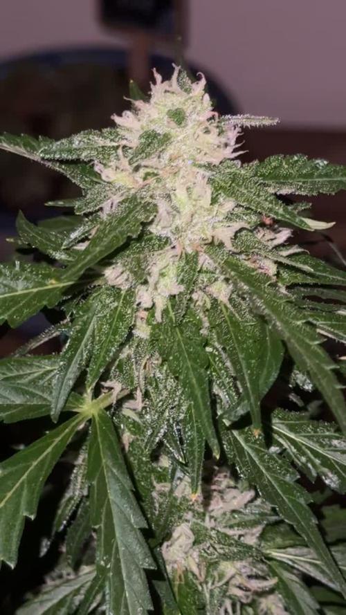 Gorilla 4 Fast (Peppino)