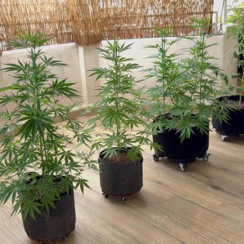 Tropic OZZ x Yellow Melon (Ozz)