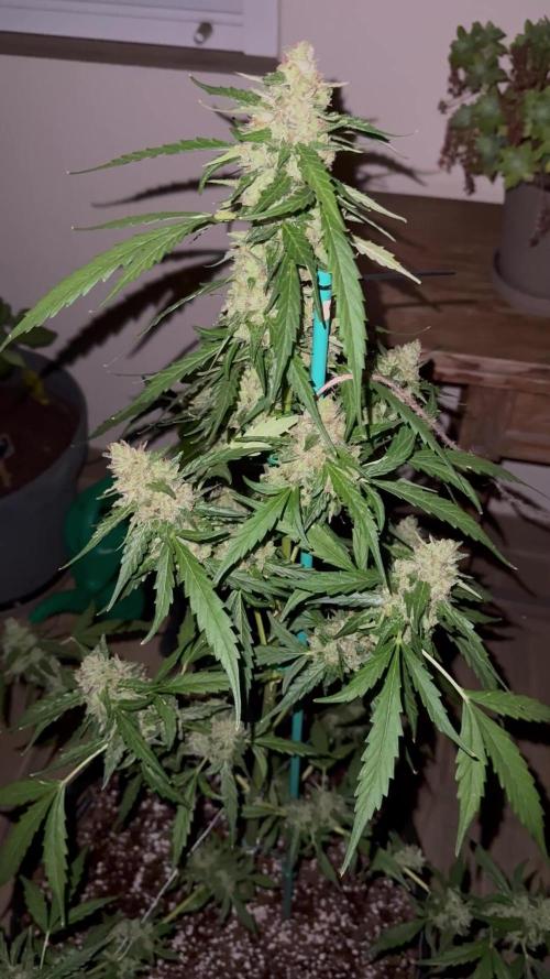 Gorilla 4 Fast (Peppino)