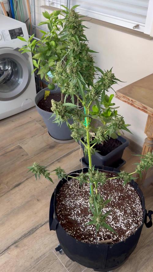 Gorilla 4 Fast (Peppino)