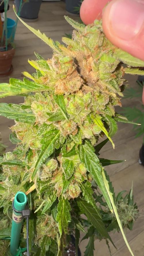 Gorilla 4 Fast (Peppino)