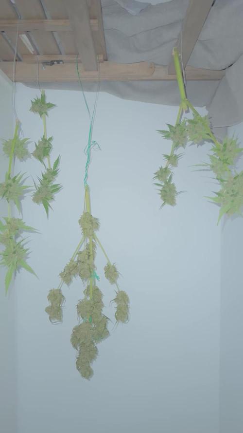 Gorilla 4 Fast (Peppino)